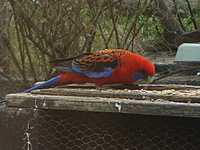 Crimson Rosella, parrots of Australia