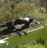 Australian Magpie, Gymnorhina hypoleuca, birds of Australia