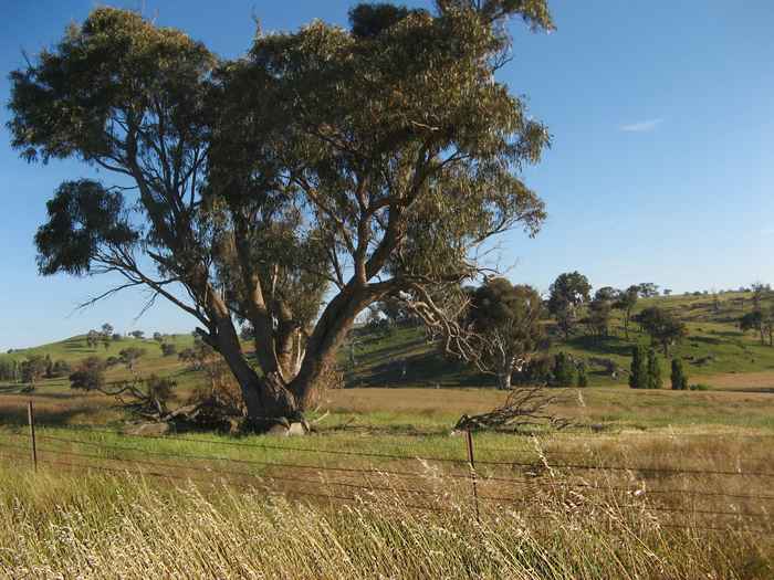 Countryside near Gunning, NSW, Australia - solitary gum tree
