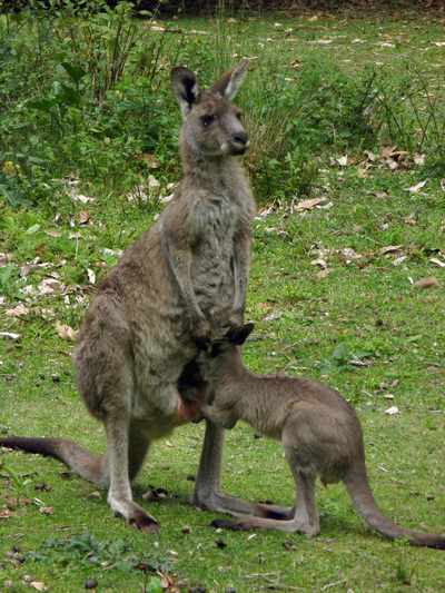 Joey nuzzle mother kangaroo's pouch for milk-like secretion. Australia