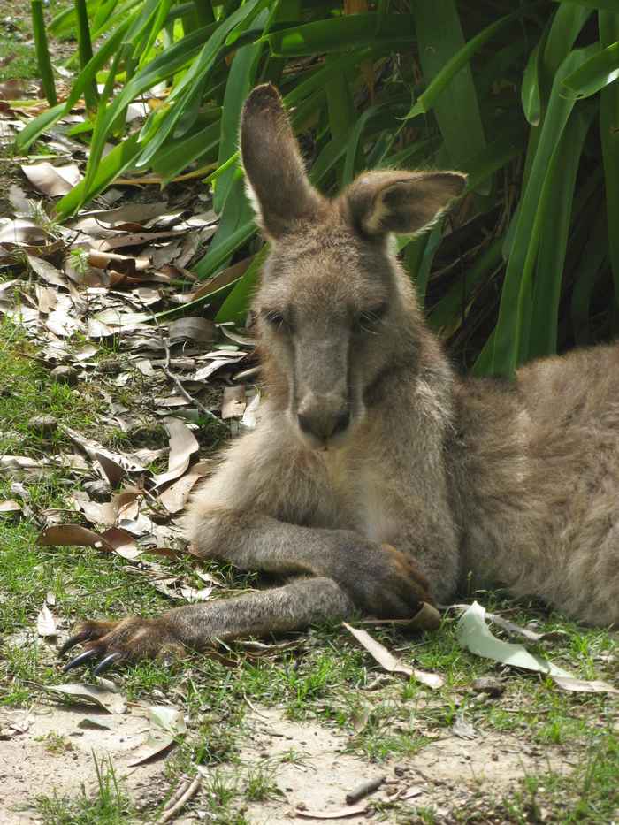 Grey kangaroo, NSW, Australia; photo Jerry Nelson