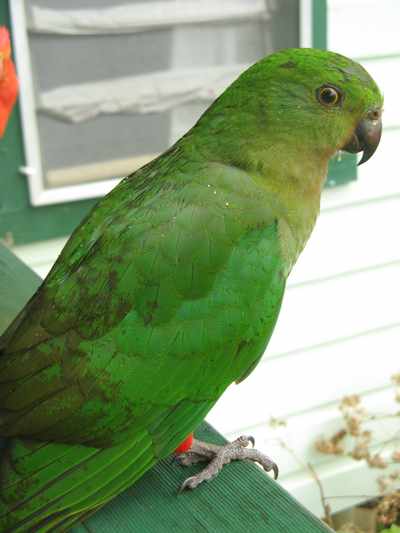 Female King Parrot, NSW, Australia. Photo Jerry Nelson