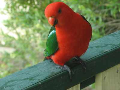 Male King Parrot, NSW, Australia. Photo Jerry Nelson