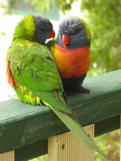 Rainbow lorikeet pair, NSW, Australia. Photo: Jerry Nelson