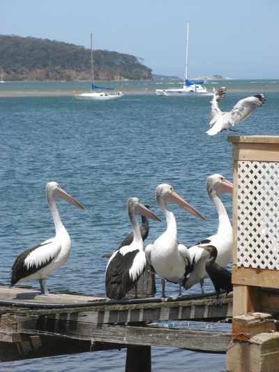 Pelicans, Bateman's Bay, NSW, Australia
