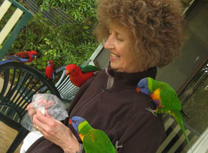 Rainbow lorikeets, King Parrot, Australia, on Robin Nelson. 