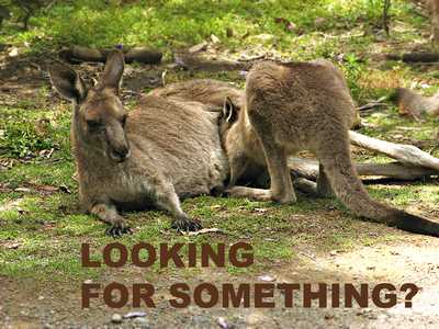 Kangaroo at Pebbly Beach, Muramarang National Park