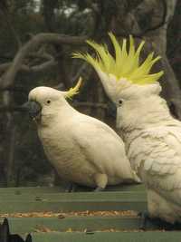 Sulfur-crested cockatoo pair, parrots of Australia