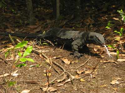 Goanna lizard, Australia