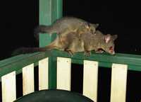 Possum & baby, Australia