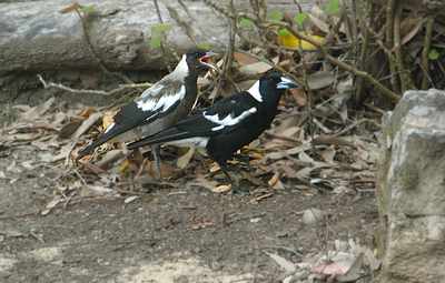 Australian magpie - fledgling begging mother. Photo: Jerry Nelson