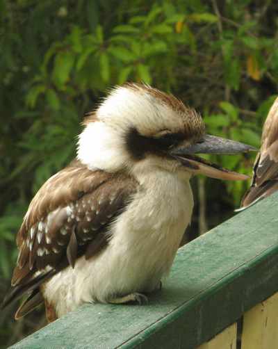 Kookaburra, Australia. Photo: Jerry Nelson