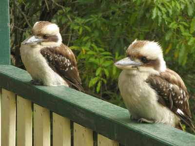 Kookaburra pair, Australia. Photo: Jerry Nelson